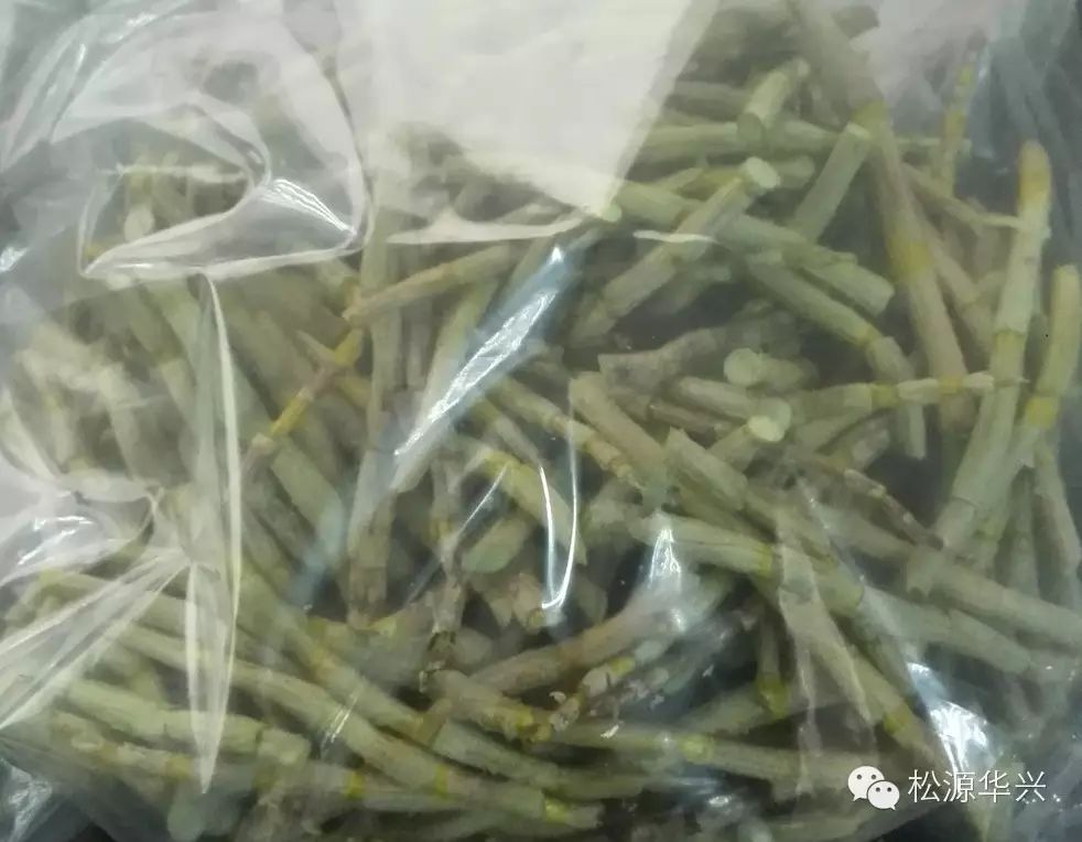 淺談真空凍干技術(shù)在鐵皮石斛干燥加工中的應用